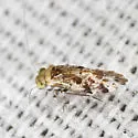 Trichadenotecnum merum