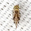 Trichadenotecnum merum - photo 2