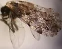 Trichadenotecnum pardus