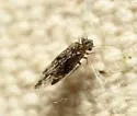 Trichadenotecnum pardus - photo 2