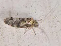 Trichadenotecnum quaesitum
