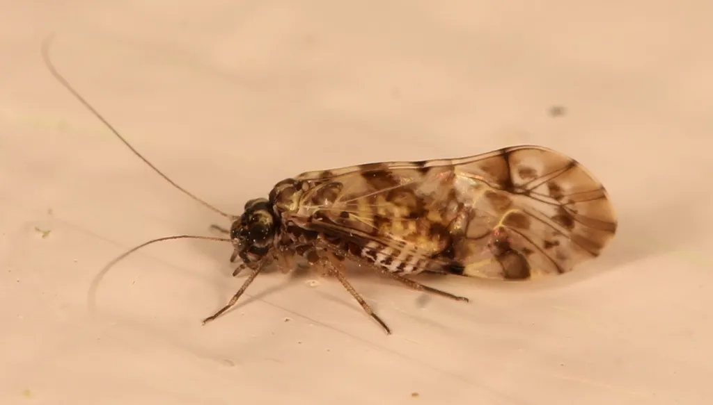 Trichadenotecnum sexpunctatum - photo 2