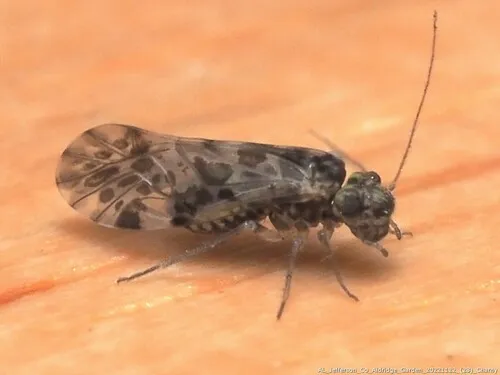 Trichadenotecnum slossonae