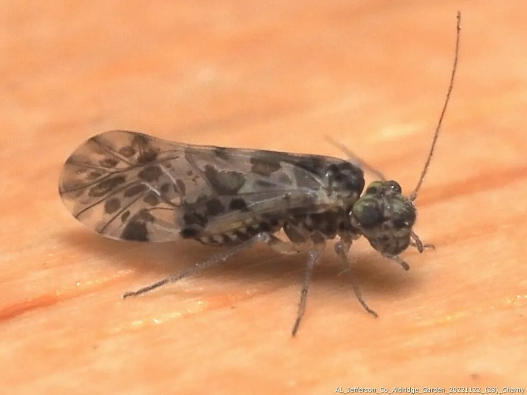 Trichadenotecnum slossonae - photo 2