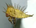 Trichaetipyga juniperina - Trichaetipyga juniperina