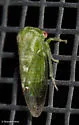 Trichaetipyga juniperina - photo 3
