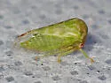 Trichaetipyga juniperina - photo 4