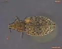 Trichalophus alternatus