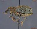 Trichalophus alternatus - photo 2