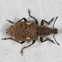 Trichalophus brunneus