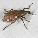 Trichalophus brunneus - photo 2