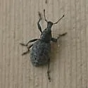 Trichalophus didymus