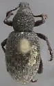 Trichalophus near-arcuatus
