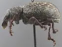 Trichalophus near-arcuatus - photo 2