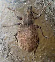 Trichalophus simplex - photo 2