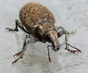 Trichalophus simplex - photo 4