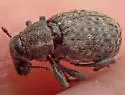 Trichalophus simplex - photo 5