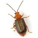 Trichaltica scabricula - photo 2