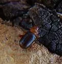 Trichaltica scabricula - photo 3