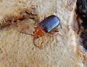 Trichaltica scabricula - photo 4