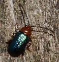 Trichaltica scabricula - photo 5