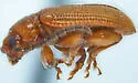 Trichaltica tibialis