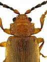 Trichaltica tibialis - photo 4