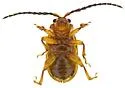 Trichaltica tibialis - photo 5