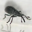 Trichapion contusum - photo 3