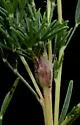 Trichapion disparatum