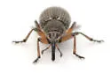 Trichapion disparatum - photo 4