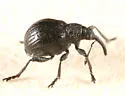 Black Locust Seed Weevil - Trichapion nigrum