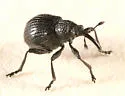 Black Locust Seed Weevil - photo 2