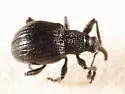 Black Locust Seed Weevil - photo 3