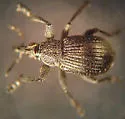 Black Locust Seed Weevil - photo 4