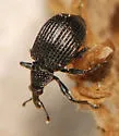Trichapion porcatum
