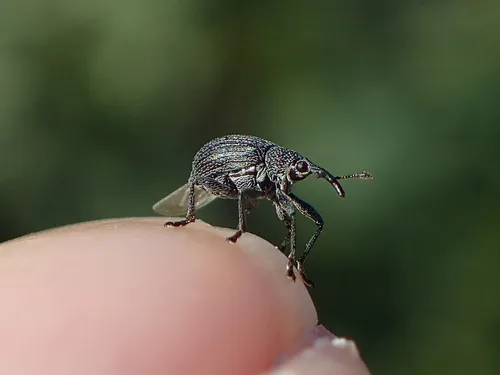 Wild Indigo Weevil - photo 3