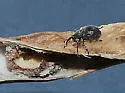 Trichapion sayi