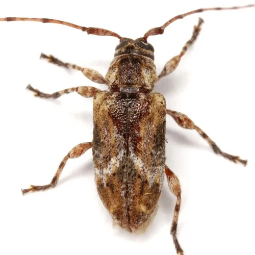 Trichastylopsis albidus - photo 3