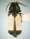 Trichinorhipis knulli - Trichinorhipis knulli