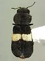 Trichinorhipis knulli - photo 2