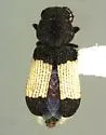 Trichinorhipis knulli - photo 3