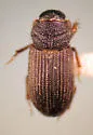 Trichiorhyssemus riparius