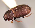 Trichiorhyssemus riparius - photo 2