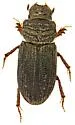 Trichiorhyssemus riparius - photo 4