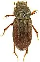 Trichiorhyssemus riparius - photo 5
