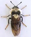 Trichiosoma lanuginosum