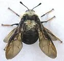 Trichiosoma lanuginosum - photo 2