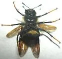 Trichiosoma lanuginosum - photo 3