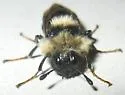 Trichiosoma lanuginosum - photo 4